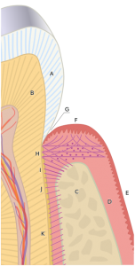 Periodontium